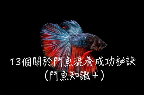 鬥魚 風水|體形小卻暴躁的魚：養鬥魚的風水如何